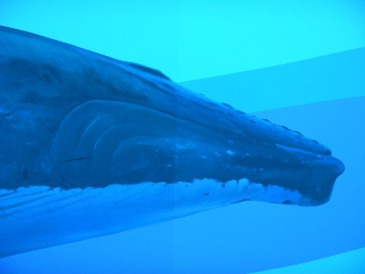 7757727214b7bf14c067a6f9c6e2b021_1531381345_994.jpg